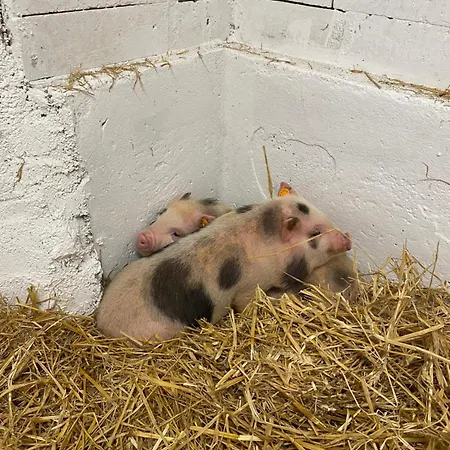 Szálloda Starchlhof 3*